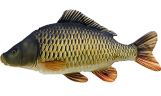 Живой карп опт